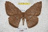 (Lonomia descimoni - BC-RBP 4218)  @14 [ ] Copyright (2010) Unspecified Research Collection of Ron Brechlin