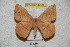  ( - BC-RBP 4229)  @13 [ ] Copyright (2010) Unspecified Research Collection of Ron Brechlin