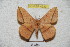  ( - BC-RBP 4230)  @13 [ ] Copyright (2010) Unspecified Research Collection of Ron Brechlin