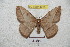  ( - BC-RBP 4235)  @13 [ ] Copyright (2010) Unspecified Research Collection of Ron Brechlin