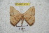  ( - BC-RBP 4236)  @13 [ ] Copyright (2010) Unspecified Research Collection of Ron Brechlin