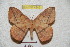  (Periga paraleopoldina - BC-RBP 4240)  @12 [ ] Copyright (2010) Unspecified Research Collection of Ron Brechlin