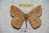  ( - BC-RBP 4241)  @11 [ ] Copyright (2010) Unspecified Research Collection of Ron Brechlin