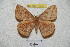  ( - BC-RBP 4243)  @13 [ ] Copyright (2010) Unspecified Research Collection of Ron Brechlin