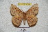  ( - BC-RBP 4246)  @13 [ ] Copyright (2010) Unspecified Research Collection of Ron Brechlin