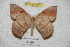  ( - BC-RBP 4253)  @13 [ ] Copyright (2010) Unspecified Research Collection of Ron Brechlin
