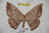  ( - BC-RBP 4256)  @13 [ ] Copyright (2010) Unspecified Research Collection of Ron Brechlin