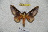  ( - BC-RBP 4268)  @13 [ ] Copyright (2010) Unspecified Research Collection of Ron Brechlin