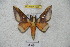  ( - BC-RBP 4269)  @13 [ ] Copyright (2010) Unspecified Research Collection of Ron Brechlin