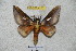  ( - BC-RBP 4270)  @14 [ ] Copyright (2010) Unspecified Research Collection of Ron Brechlin