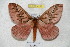  ( - BC-RBP 4298)  @13 [ ] Copyright (2010) Unspecified Research Collection of Ron Brechlin
