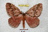  ( - BC-RBP 4299)  @15 [ ] Copyright (2010) Unspecified Research Collection of Ron Brechlin