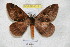  ( - BC-RBP 4316)  @12 [ ] Copyright (2010) Unspecified Research Collection of Ron Brechlin