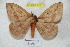  ( - BC-RBP 4321)  @13 [ ] Copyright (2010) Unspecified Research Collection of Ron Brechlin