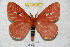  (Cerodirphia napoensis - BC-RBP 4347)  @15 [ ] Copyright (2010) Unspecified Research Collection of Ron Brechlin