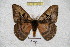  ( - BC-RBP 3391)  @12 [ ] Copyright (2010) Unspecified Research Collection of Ron Brechlin