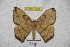  ( - BC-RBP 3394)  @11 [ ] Copyright (2010) Unspecified Research Collection of Ron Brechlin