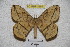 (Periga extensiva - BC-RBP 3395)  @14 [ ] Copyright (2010) Unspecified Research Collection of Ron Brechlin