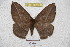  ( - BC-RBP 3408)  @13 [ ] Copyright (2010) Unspecified Research Collection of Ron Brechlin