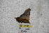  ( - BC-RBP 3421)  @12 [ ] Copyright (2010) Unspecified Research Collection of Ron Brechlin
