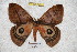 ( - BC-RBP 3491)  @11 [ ] Copyright (2010) Unspecified Research Collection of Ron Brechlin