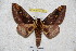  ( - BC-RBP 3705)  @11 [ ] Copyright (2010) Ron Brechlin Research Collection of Ron Brechlin