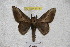  ( - BC-RBP 3718)  @13 [ ] Copyright (2010) Ron Brechlin Research Collection of Ron Brechlin