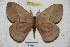  (Periphoba punoensis - BC-RBP 3802)  @14 [ ] Copyright (2010) Ron Brechlin Research Collection of Ron Brechlin
