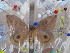  ( - BC-RBP 4958)  @12 [ ] Copyright (2010) Ron Brechlin Research Collection of Ron Brechlin