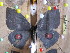  ( - BC-RBP 5027)  @12 [ ] Copyright (2010) Ron Brechlin Research Collection of Ron Brechlin