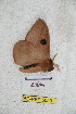  (Automeris zamorana - BC-RBP 5059)  @12 [ ] Copyright (2011) Ron Brechlin Research Collection of Ron Brechlin