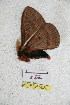  ( - BC-RBP 5080)  @12 [ ] Copyright (2011) Ron Brechlin Research Collection of Ron Brechlin