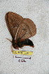  ( - BC-RBP 5081)  @12 [ ] Copyright (2011) Ron Brechlin Research Collection of Ron Brechlin