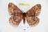  ( - BC-RBP 5139)  @13 [ ] Copyright (2011) Ron Brechlin Research Collection of Ron Brechlin