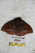  ( - BC-RBP 5154)  @12 [ ] Copyright (2011) Ron Brechlin Research Collection of Ron Brechlin