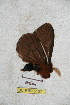  ( - BC-RBP 5167)  @12 [ ] Copyright (2011) Ron Brechlin Research Collection of Ron Brechlin