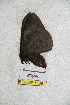  ( - BC-RBP 5168)  @12 [ ] Copyright (2011) Ron Brechlin Research Collection of Ron Brechlin