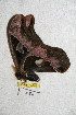 ( - BC-RBP 5182)  @11 [ ] Copyright (2011) Ron Brechlin Research Collection of Ron Brechlin