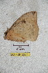  (Lonomia luteomexicana - BC-RBP 5201)  @12 [ ] Copyright (2011) Ron Brechlin Research Collection of Ron Brechlin