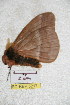  ( - BC-RBP 5217)  @12 [ ] Copyright (2011) Ron Brechlin Research Collection of Ron Brechlin