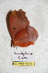  ( - BC-RBP 5236)  @12 [ ] Copyright (2011) Ron Brechlin Research Collection of Ron Brechlin