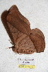  ( - BC-RBP 5240)  @12 [ ] Copyright (2011) Ron Brechlin Research Collection of Ron Brechlin