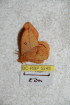  ( - BC-RBP 5248)  @12 [ ] Copyright (2011) Ron Brechlin Research Collection of Ron Brechlin