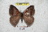  ( - BC-RBP 5306)  @14 [ ] Copyright (2010) Ron Brechlin Research Collection of Ron Brechlin