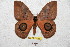  ( - BC-RBP 5308)  @14 [ ] Copyright (2010) Ron Brechlin Research Collection of Ron Brechlin