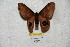  ( - BC-RBP 4385)  @11 [ ] Copyright (2010) Ron Brechlin Unspecified