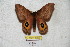  ( - BC-RBP 4386)  @13 [ ] Copyright (2010) Ron Brechlin Unspecified