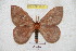  (Cerodirphia riojensis - BC-RBP 5357)  @13 [ ] Copyright (2010) Ron Brechlin Research Collection of Ron Brechlin