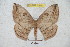  (Periga squamosa - BC-RBP 5378)  @14 [ ] Copyright (2010) Ron Brechlin Research Collection of Ron Brechlin