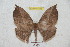  ( - BC-RBP 5388)  @13 [ ] Copyright (2010) Ron Brechlin Research Collection of Ron Brechlin